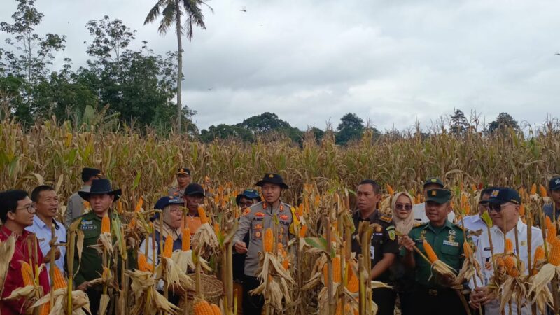 Kapolres Mura Panen Perdana Jagung Di Desa Air Satan  ” 7 Ton Jagung Yang Dihasilkan”