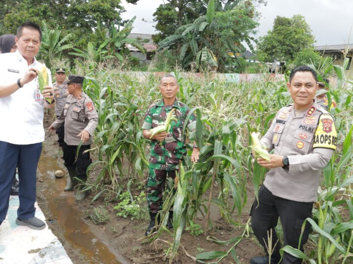 Polres Lubuk Linggau Melaksanakan Panen Raya Jagung. Pada Rabu Di Perkarangan Pangan Lestari (P2L) 