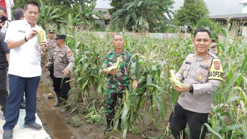 Polres Lubuk Linggau Melaksanakan Panen Raya Jagung. Pada Rabu Di Perkarangan Pangan Lestari (P2L) 