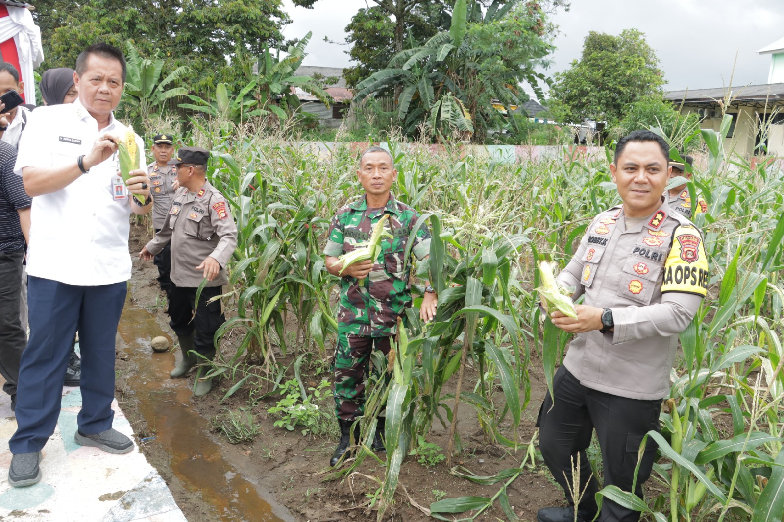 Polres Lubuk Linggau Melaksanakan Panen Raya Jagung. Pada Rabu Di Perkarangan Pangan Lestari (P2L) 