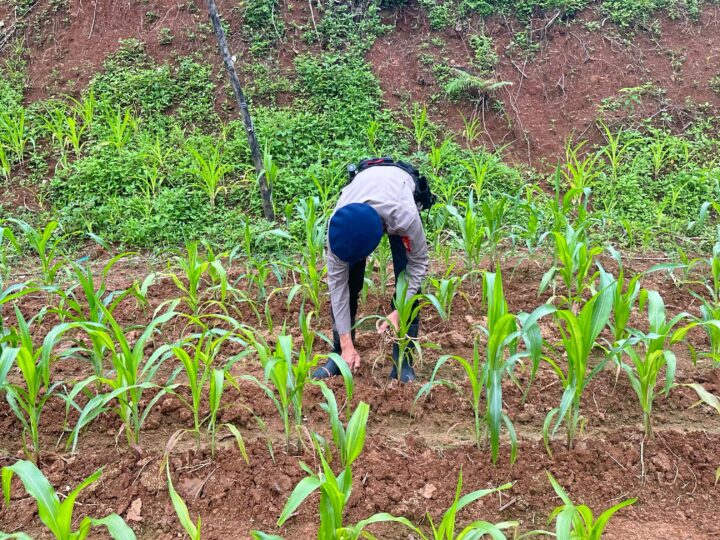 Dukung Ketahanan Pangan Nasional Batalyon B Pelopor Perkuat Perawatan Lahan Jagung 