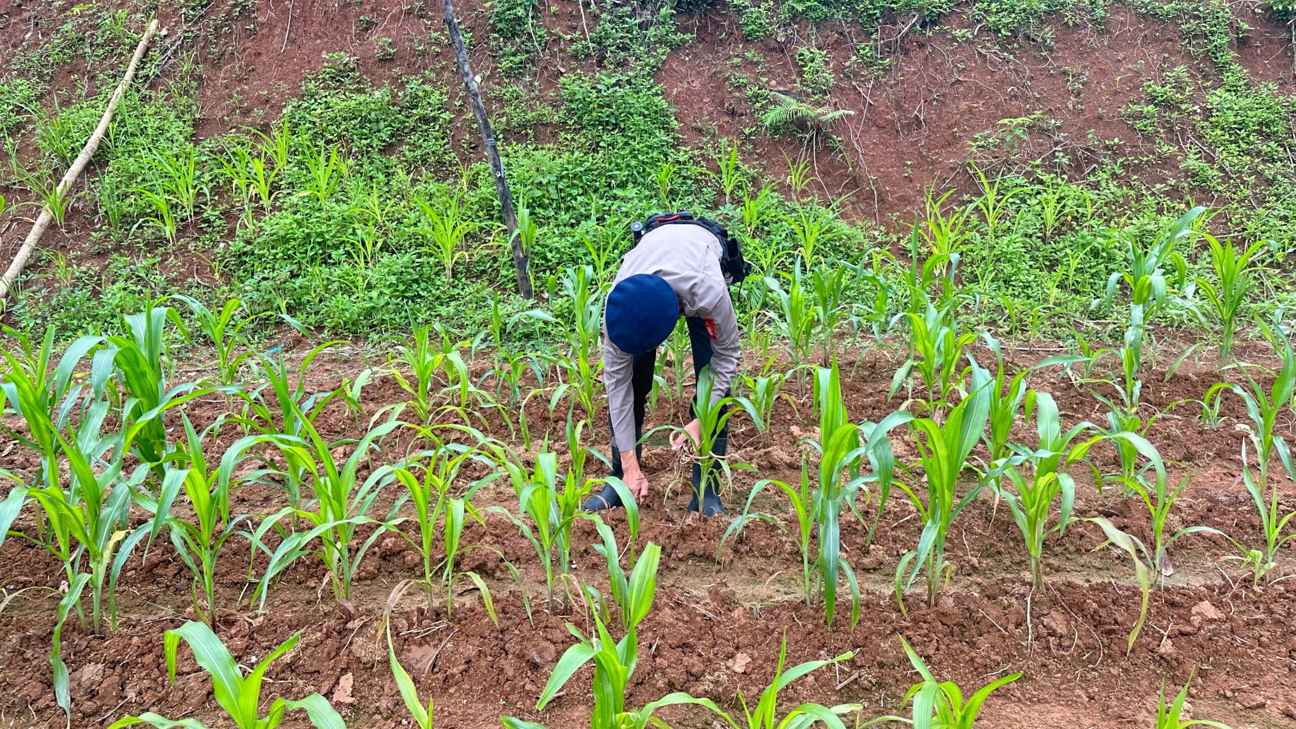 Dukung Ketahanan Pangan Nasional Batalyon B Pelopor Perkuat Perawatan Lahan Jagung 