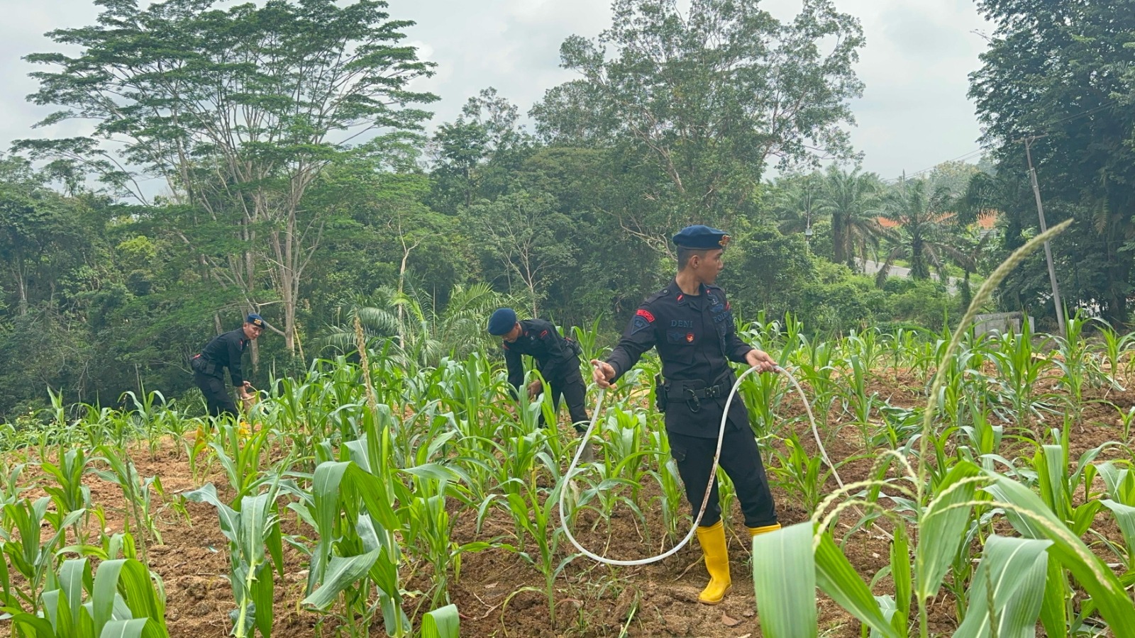 Batalyon B Pelopor Tunjukkan Komitmen Tinggi dalam Meningkatkan Ketahanan Pangan dengan Perawatan Lahan Jagung