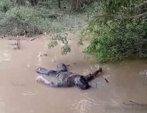 Warga Desa Batu Kucing. Hebohkan Dengan Penemuan Mayat Mengapung Disungai
