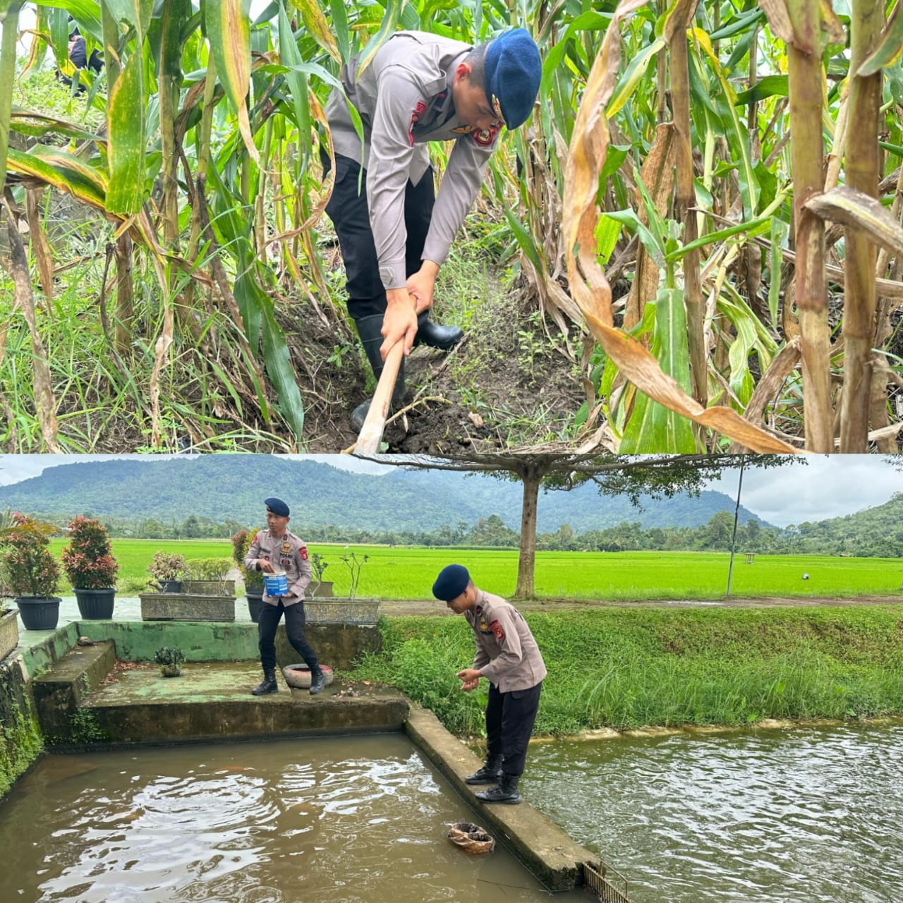 Satbrimob Polda Sumsel Perkuat Ketahanan Pangan Lewat Perawatan Lahan Jagung dan Kolam Ikan di Musi Rawas