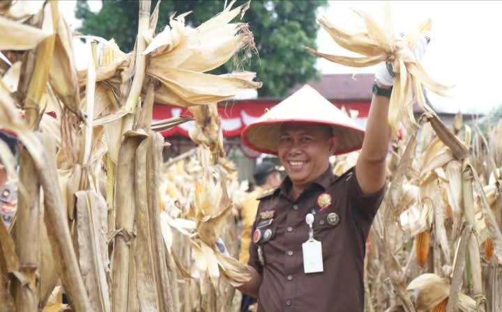 Dukung Swasembada Pangan, Kajari Mura Turut Serta Panen Raya Jagung