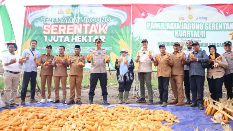 Sukseskan Program Presiden RI Swasembada Pangan, Sinergitas Kapolres Musi Rawas Bersama PT Lonsum Sei Lakitan Panen Jagung Bersama