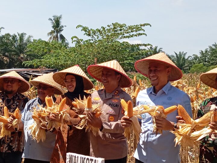 Program Pangan Nasional, Kapolres Lubuklinggau Bersama Walikota Giat Panen Jagung Serentak