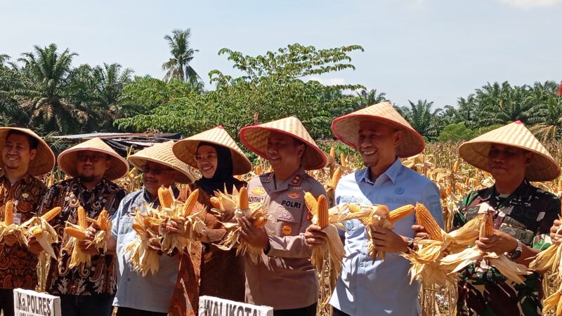 Program Pangan Nasional, Kapolres Lubuklinggau Bersama Walikota Giat Panen Jagung Serentak