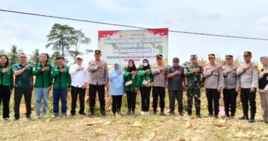 Dinas Tanaman Pangan Bersama Forkopimda,Polres Musi Rawas dan Kelompok Tani Panen Jagung Serentak