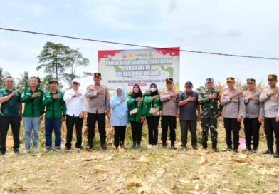 Dinas Tanaman Pangan Bersama Forkopimda,Polres Musi Rawas dan Kelompok Tani Panen Jagung Serentak